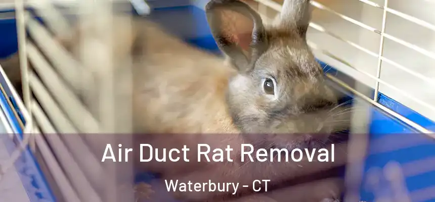  Air Duct Rat Removal Waterbury - CT